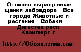 Отлично выращенные щенки лабрадора - Все города Животные и растения » Собаки   . Дагестан респ.,Кизилюрт г.